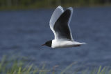 Little Gull 